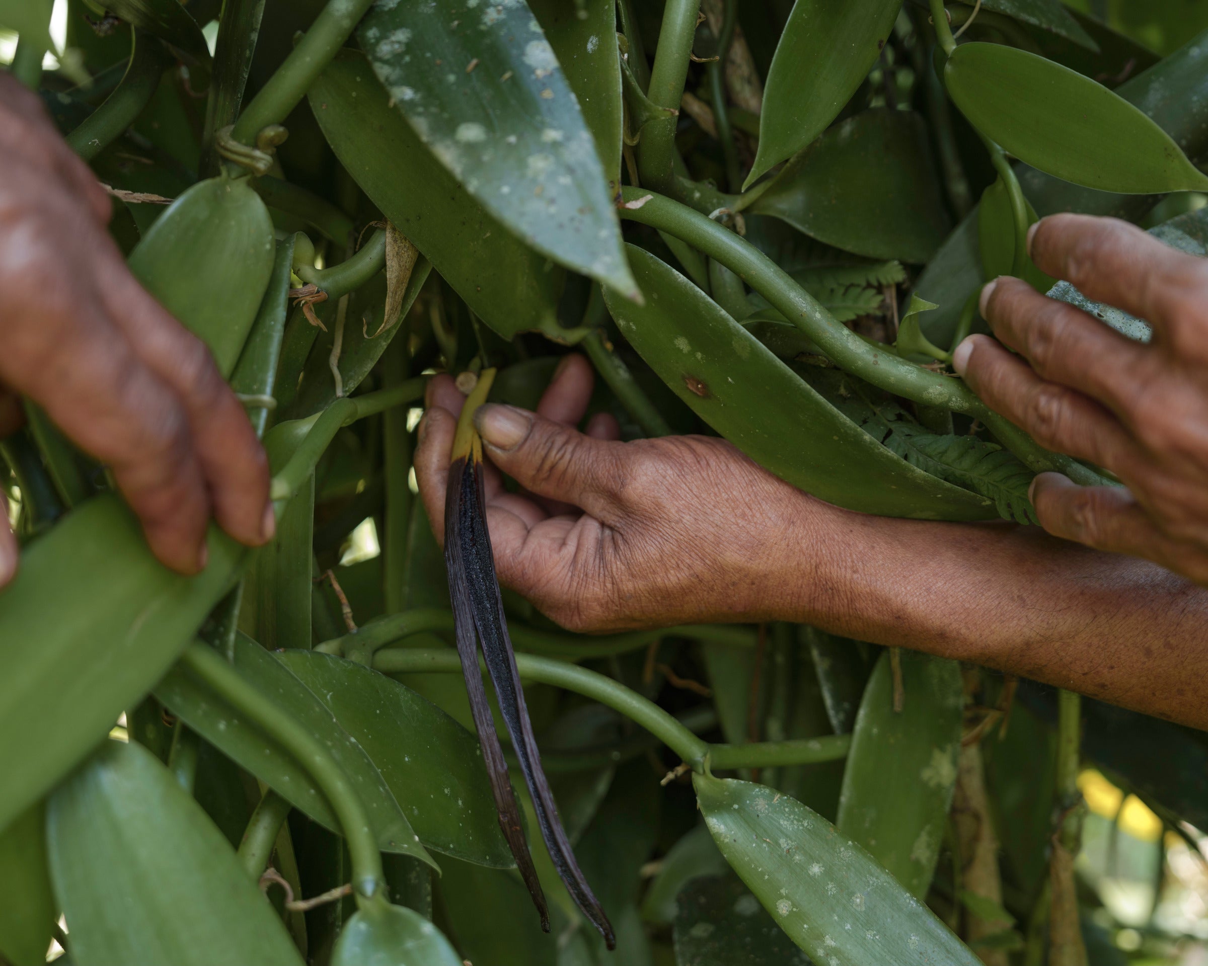 Real Flavour, Real Impact: Why We Love Little Pod Vanilla