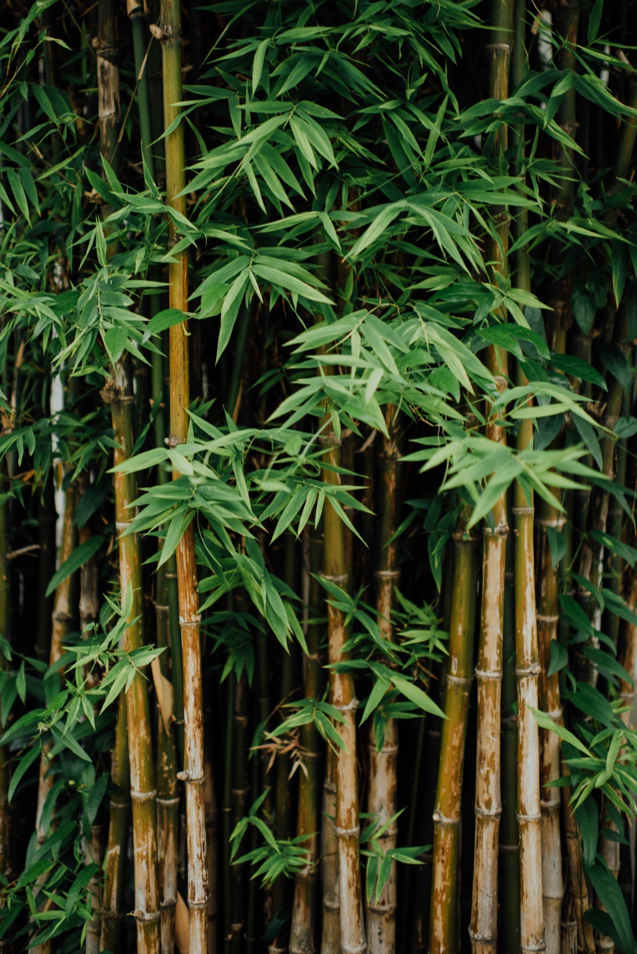 Sustainability Policy