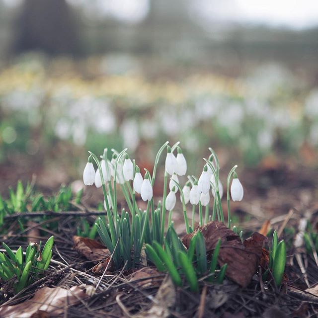S n o w d r o p s After a wet and disappointingly un-snowy weekend, today felt like spring. It even felt a bit warm (ish) in the sun.