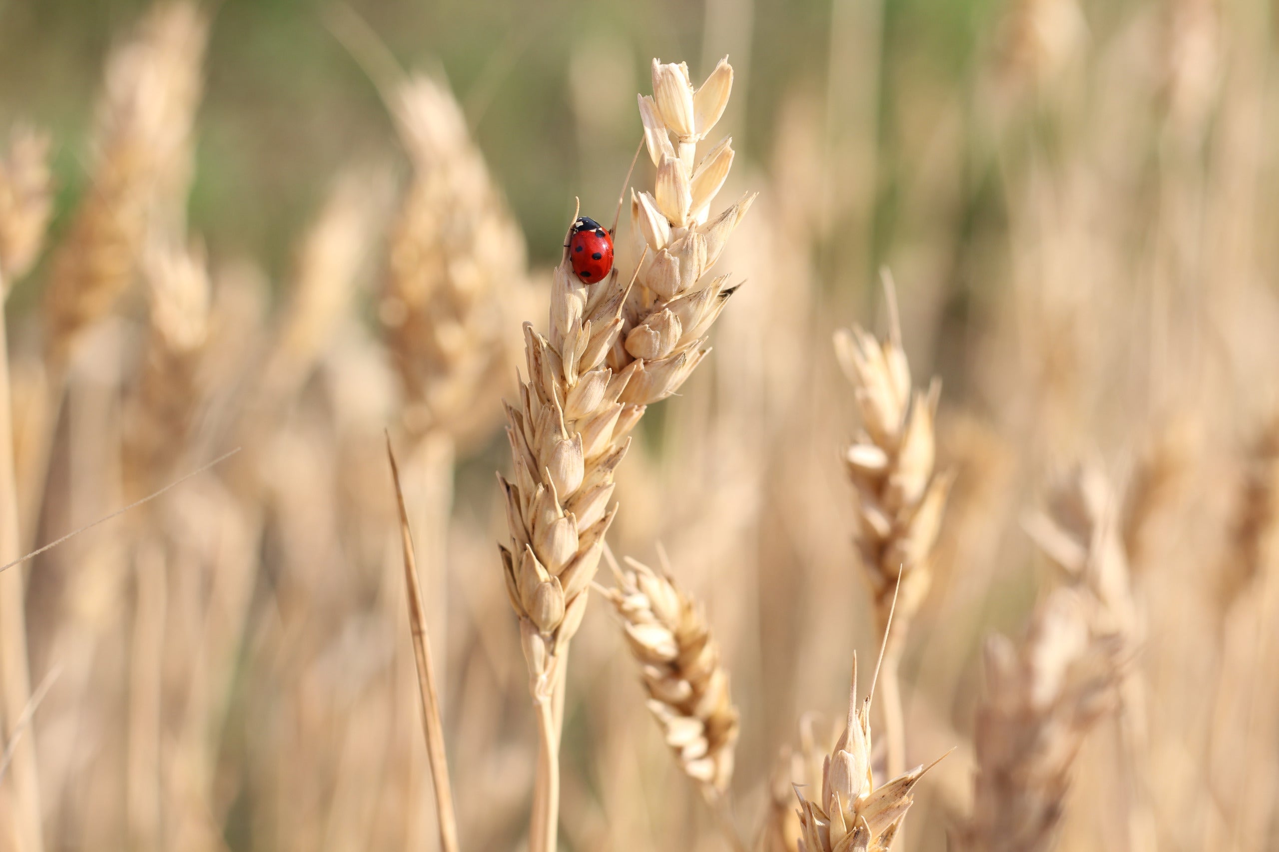 WHY ORGANIC MATTERS